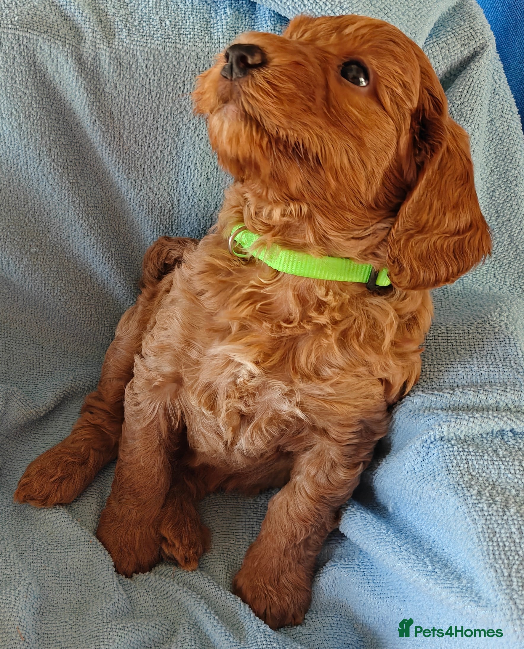 Cockapoo dogs Gorgeous F1B Cockapoo Puppies  - Advert 2