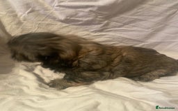 Shih Tzu dogs for sale: Stunning shih tzu puppies - Image 11
