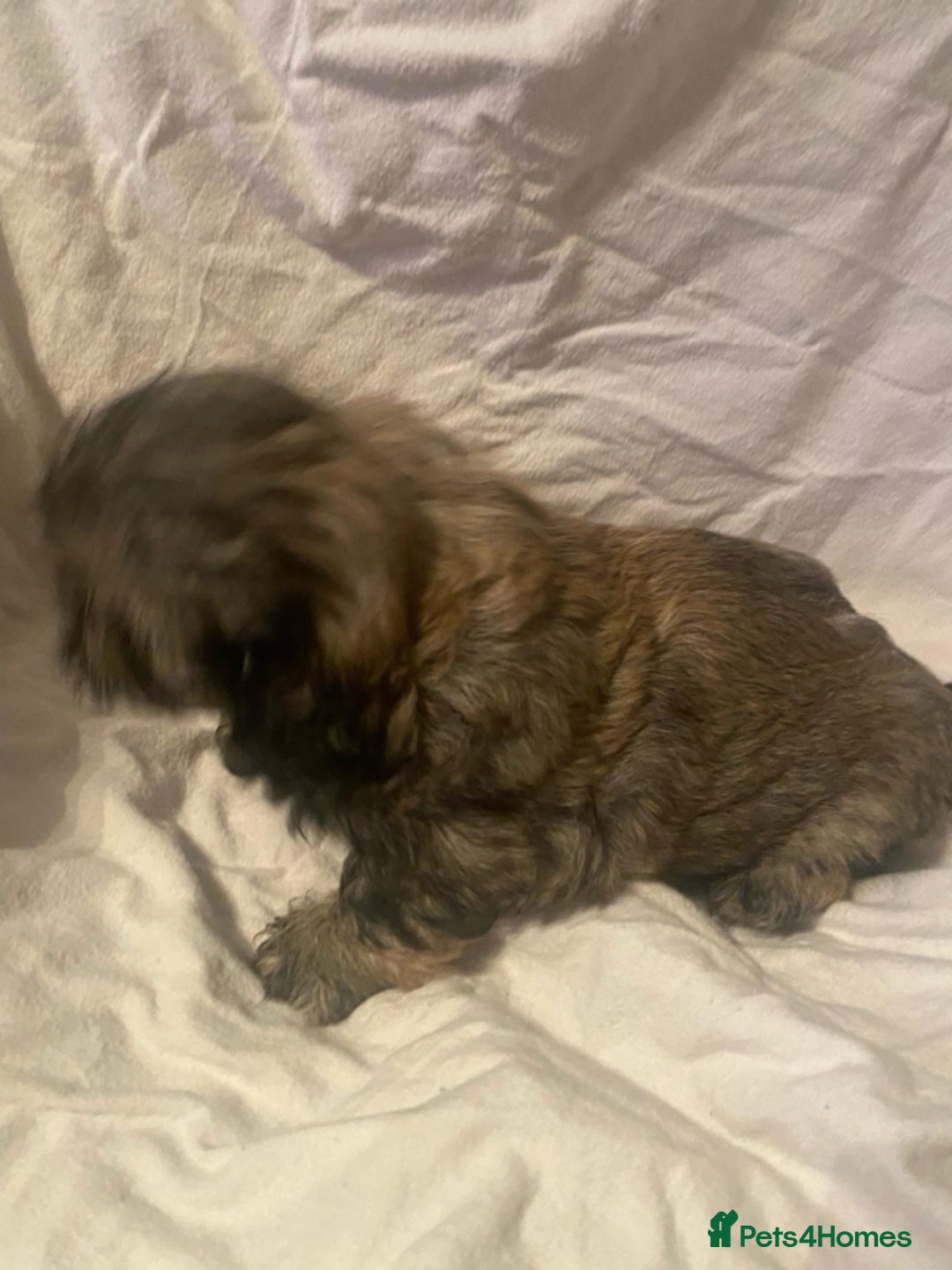 Shih Tzu dogs for sale: Stunning shih tzu puppies - Image 11
