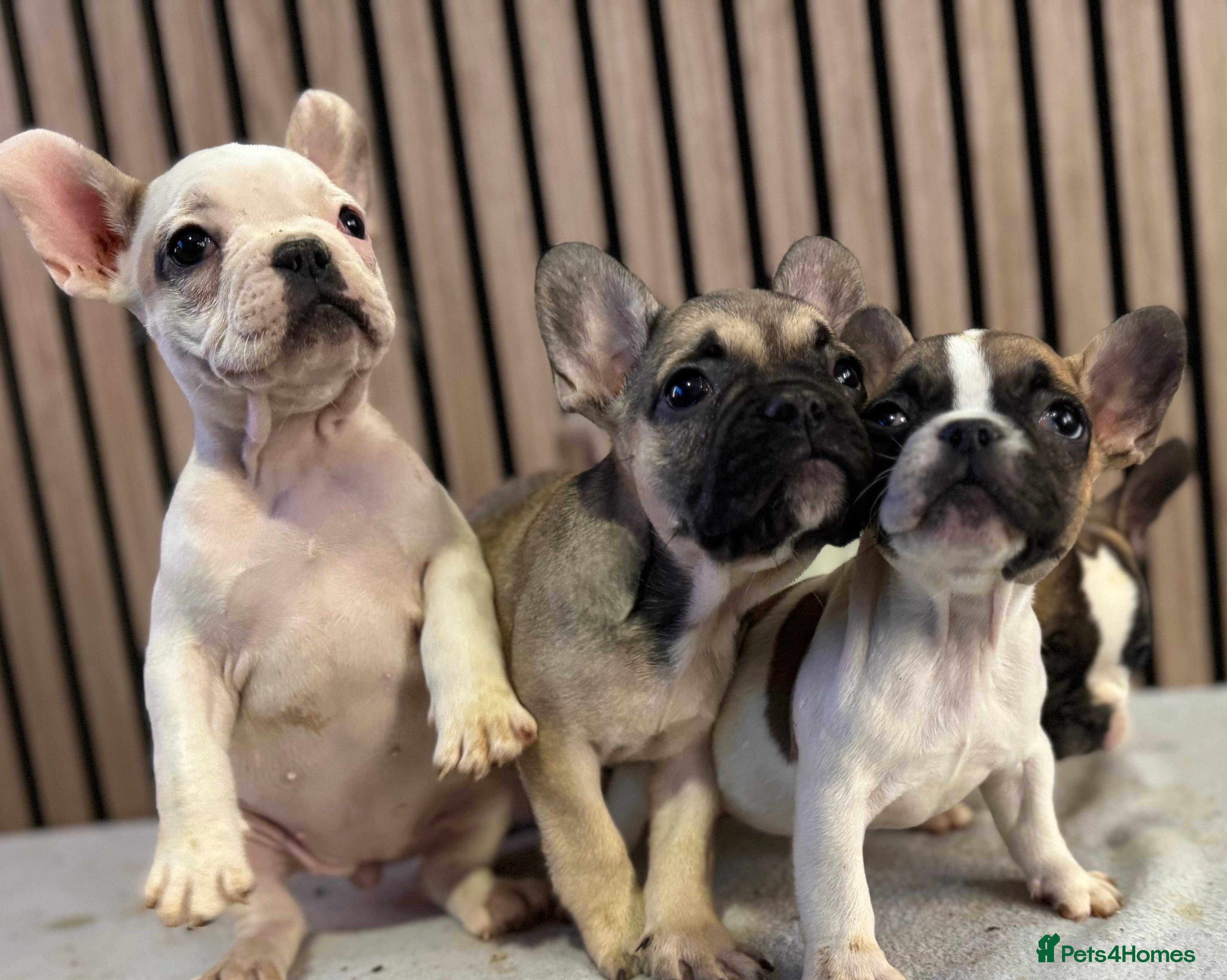 French Bulldog dogs KC REGISTER FRENCH BULLDOGS 🐶 - Advert 9