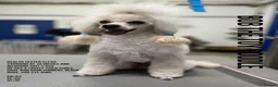 Cavapoo dogs for sale: Beautiful F1 Cavapoo Puppies Ready From 6th June  in London - Advert 3