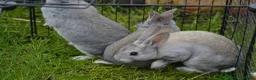 Rex rabbits for sale: Various mini rexes for sale - Advert 1
