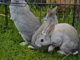 Rex rabbits Various mini rexes for sale - Advert 12