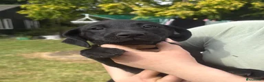 Labrador Retriever 5