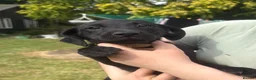 Labrador Retriever dogs for sale: 2 female black labs for sale  - Advert 9