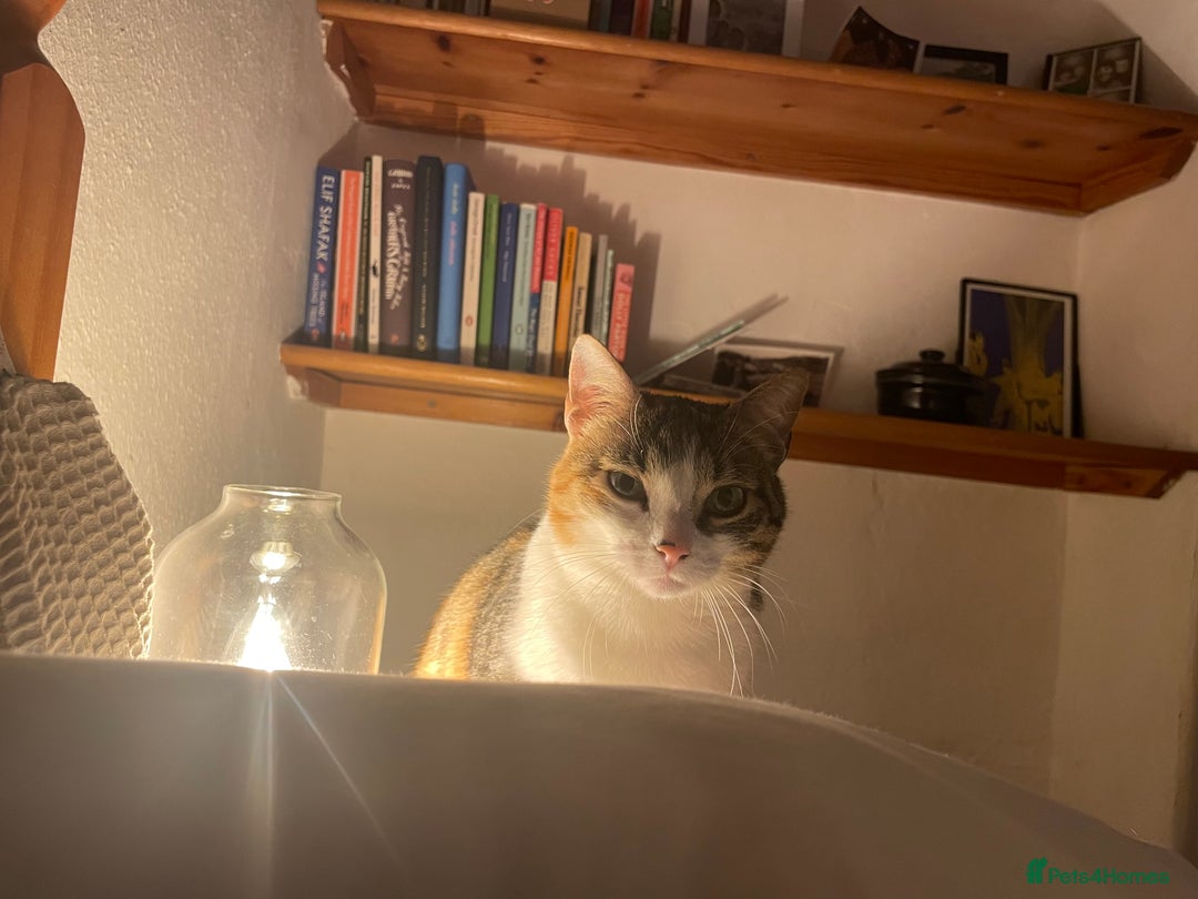 Domestic Shorthair cats for sale: Inigo and Daisy - Advert 2