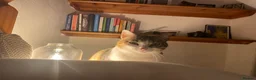 Domestic Shorthair cats for sale: Inigo and Daisy - Advert 2