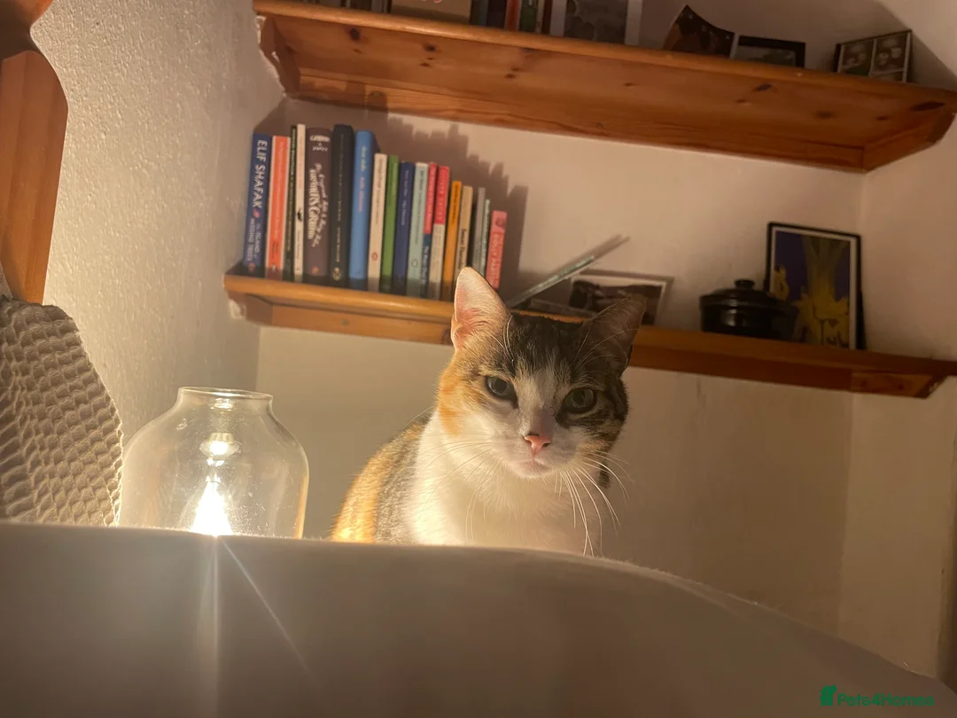 Domestic Shorthair cats for sale: Inigo and Daisy - Advert 2