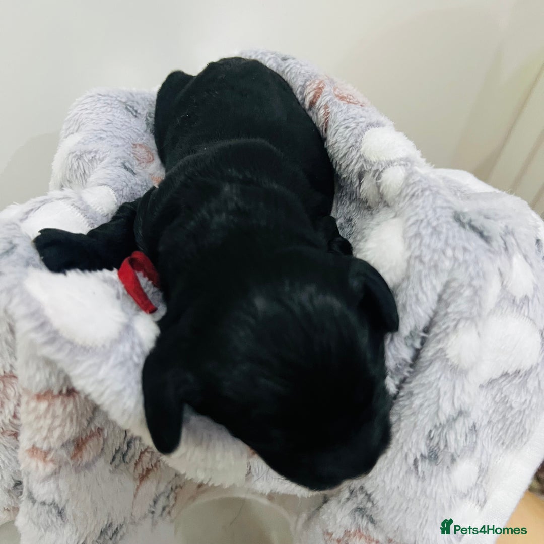 Cockapoo dogs for sale: Beautiful Cockapoo Puppies – 6 Boys & 2 Girls - Advert 6