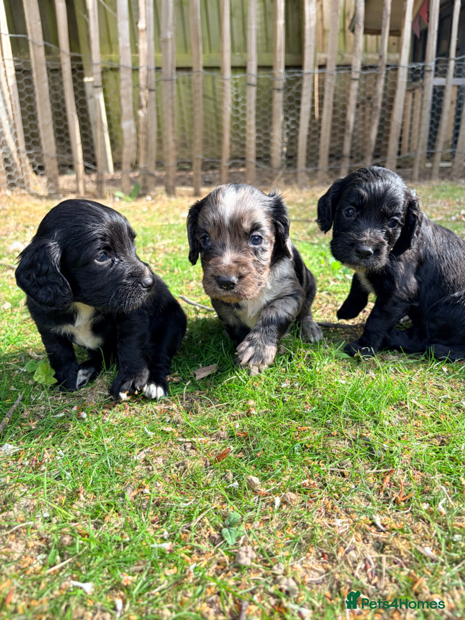 Cocker Spaniel dogs Working Cocker Spaniel Puppies  - Advert 1