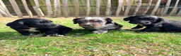 Cocker Spaniel dogs for sale: Working Cocker Spaniel Puppies  in Newmarket - Advert 1