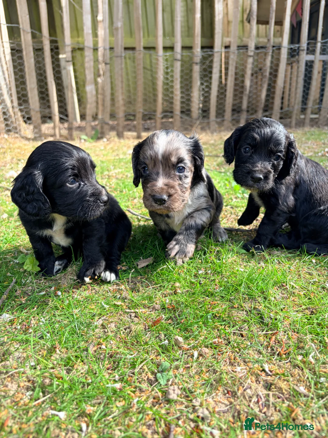 Cocker Spaniel dogs for sale: Working Cocker Spaniel Puppies  in Newmarket - Advert 1