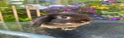 Mini Lop rabbits for sale: 1 black tort mini lop,1 black otter mini lop cross - Advert 5