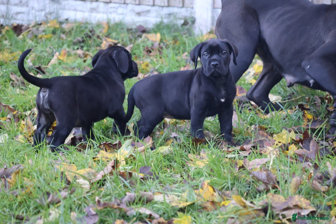 Presa Canario dogs for sale: Presa canario puppies (recognised breeder) - Image 36