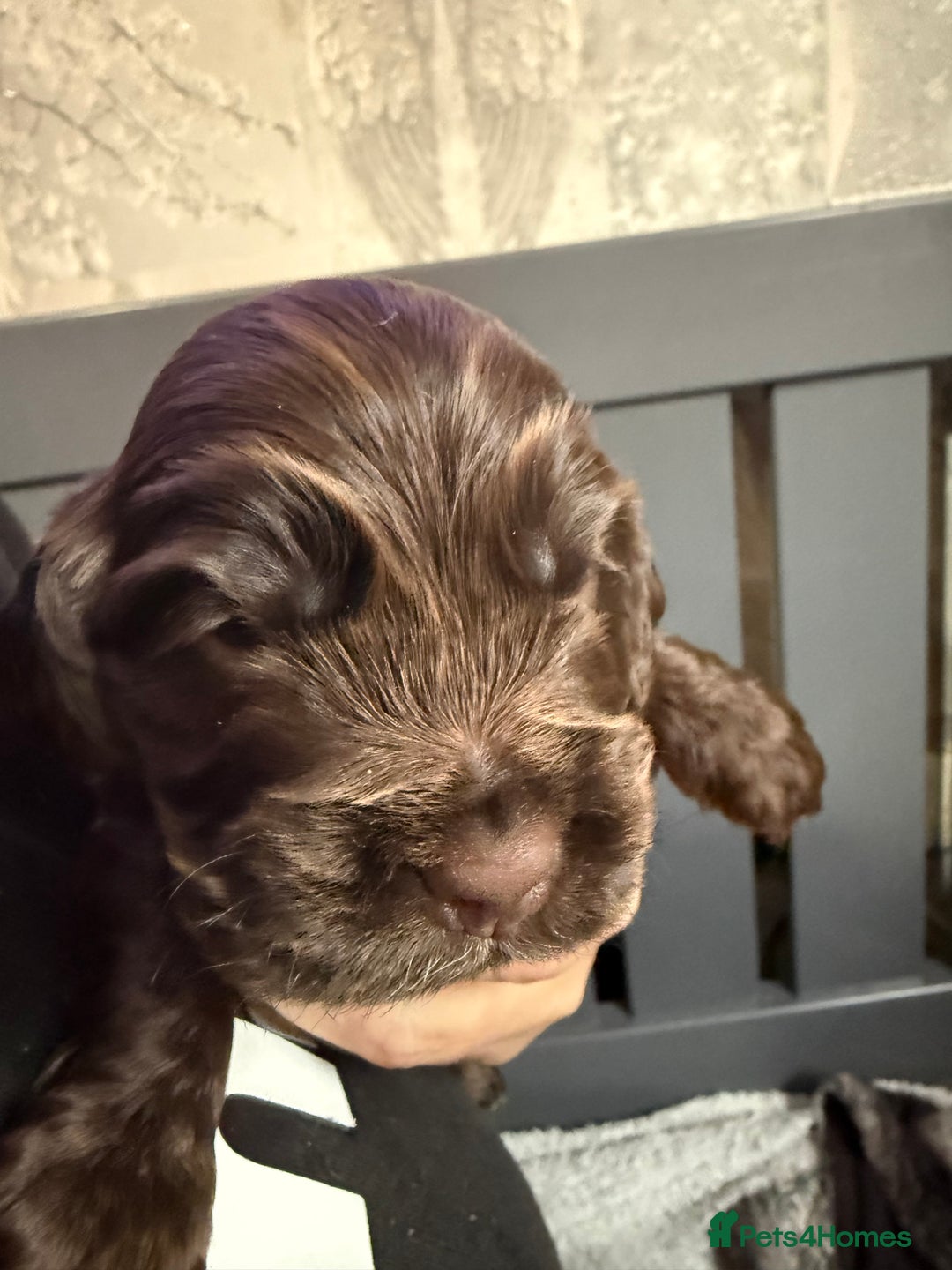 Cocker Spaniel dogs for sale: Show type cocker spaniel pups  - Advert 25