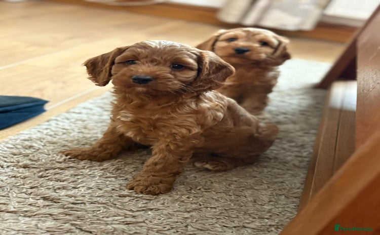 Cockapoo dogs - Advert 10