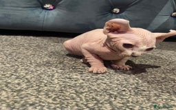 Sphynx cats for sale: Sphynx kittens for sale  - Image 22