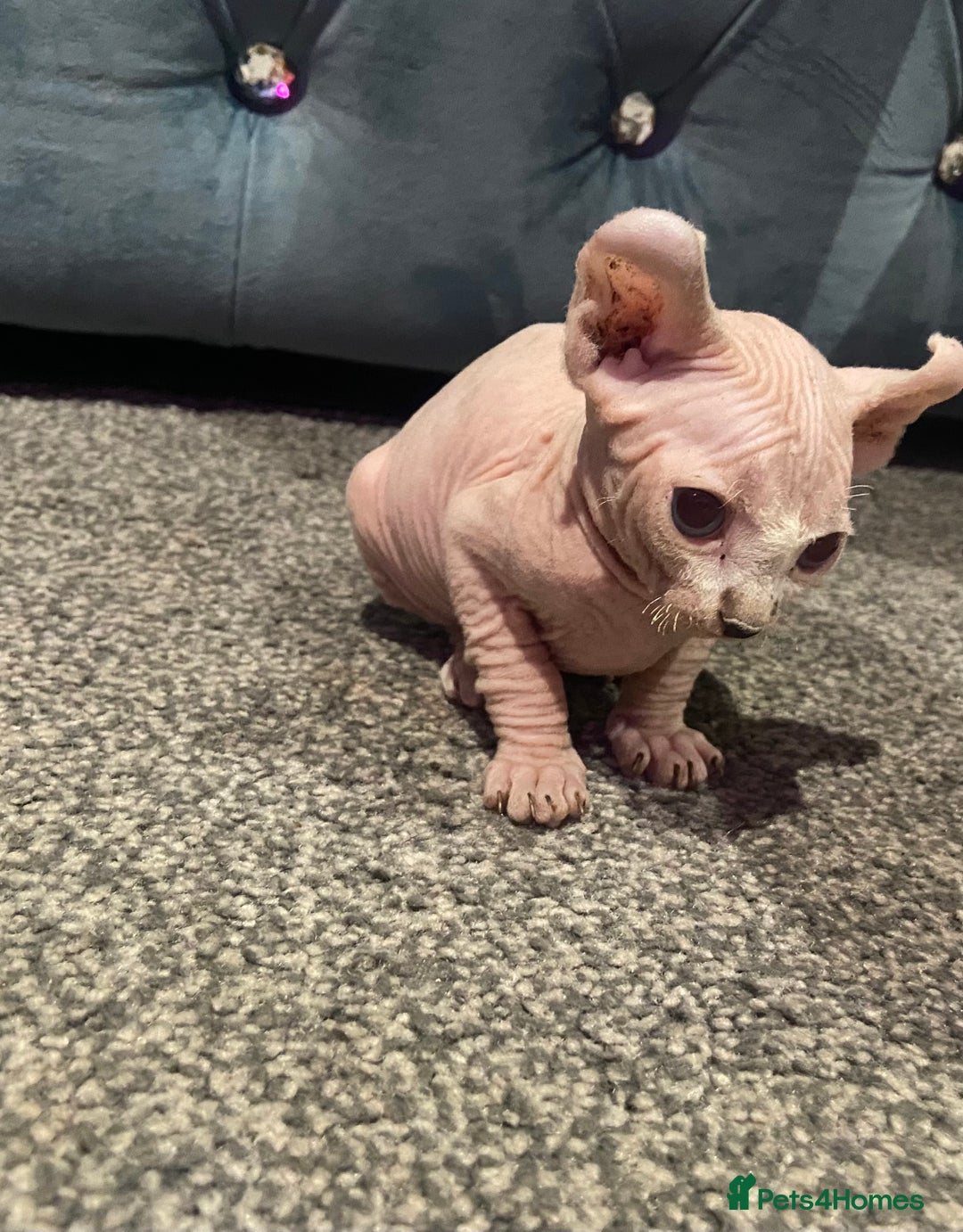 Sphynx cats for sale: Sphynx kittens for sale  - Image 22
