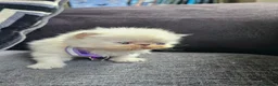 Persian cats for sale: Stunning Top Quality Persian Kittens  - Advert 24