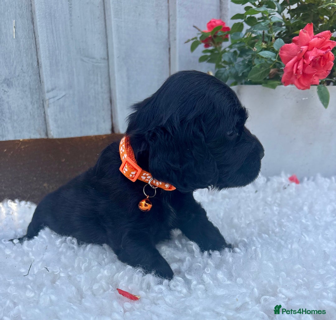 Cocker Spaniel dogs for sale: show type cocker spaniels puppies * ready now  - Image 14