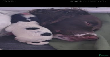 Sprocker dogs - Advert 9