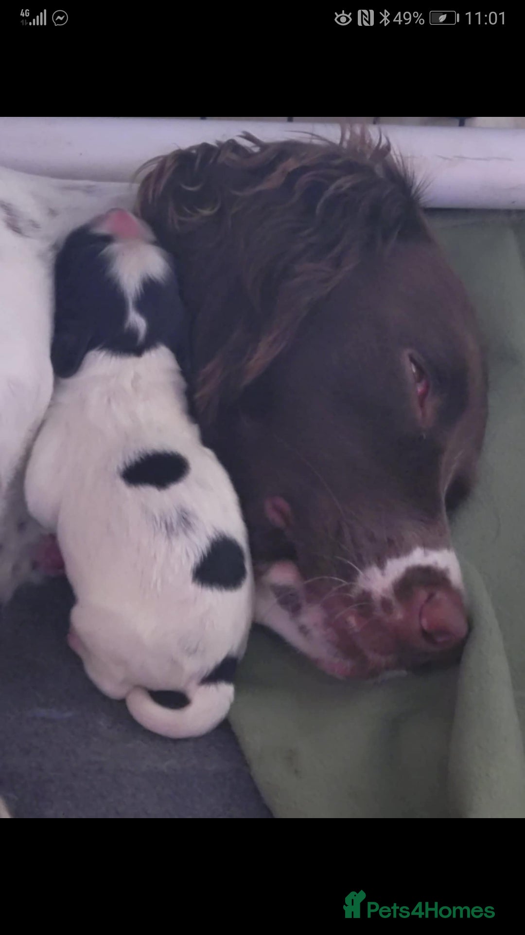 Sprocker dogs for sale: Adorable Chunky Sprocker Spaniel Pups - Image 4