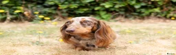 Miniature Dachshund dogs for sale: KC Longhaired Mini Dachshund puppies - Advert 3