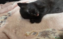 Mixed Breed cats for sale: Cute quiet little girl - Image 1