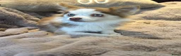 Pomsky dogs for sale: F2 Pomsky bright blue eyes  - Advert 7