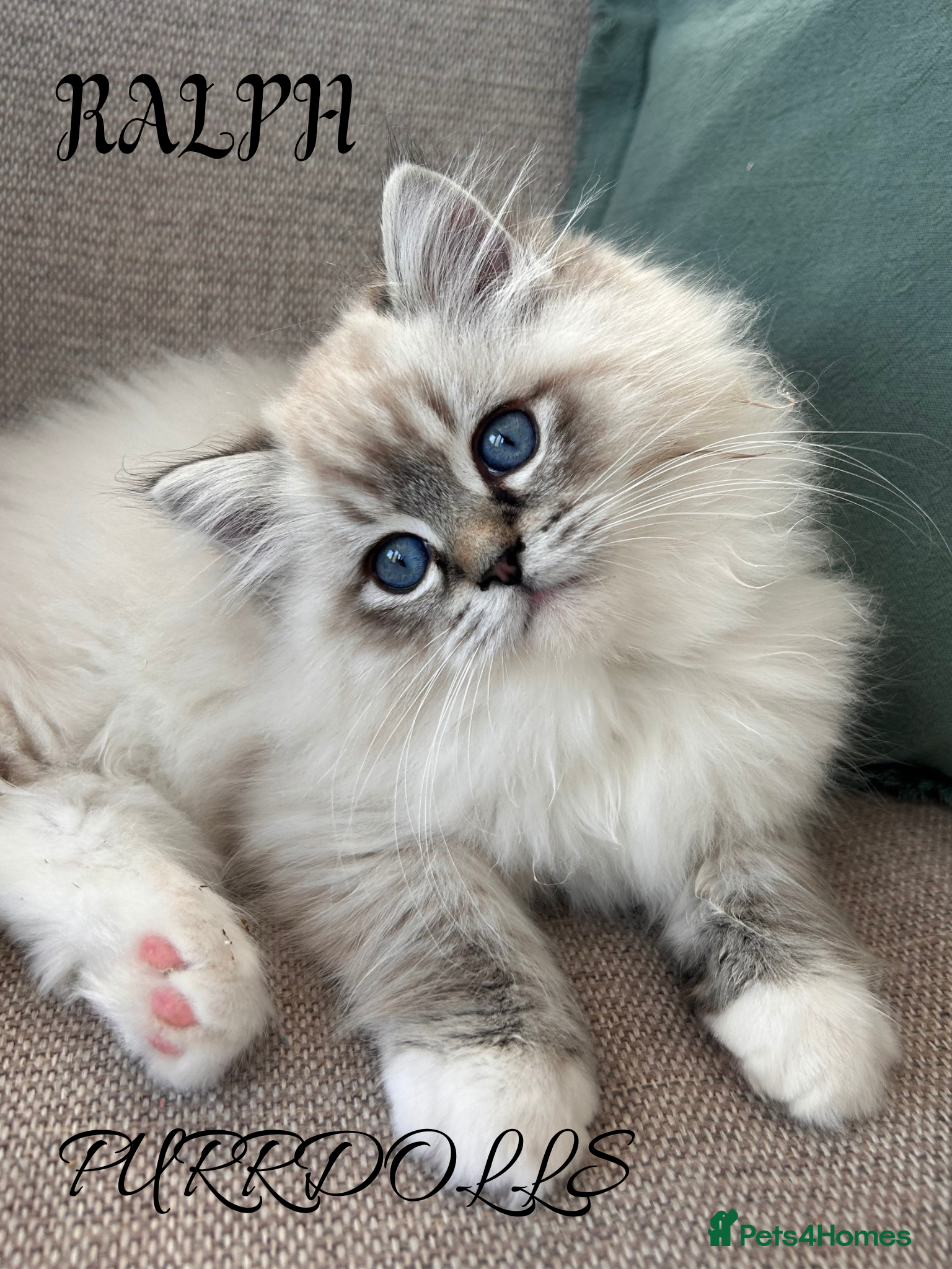 Ragdoll cats Stunning ragdoll kittens - Advert 18