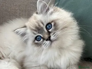 Ragdoll cats Stunning ragdoll kittens - Advert 18