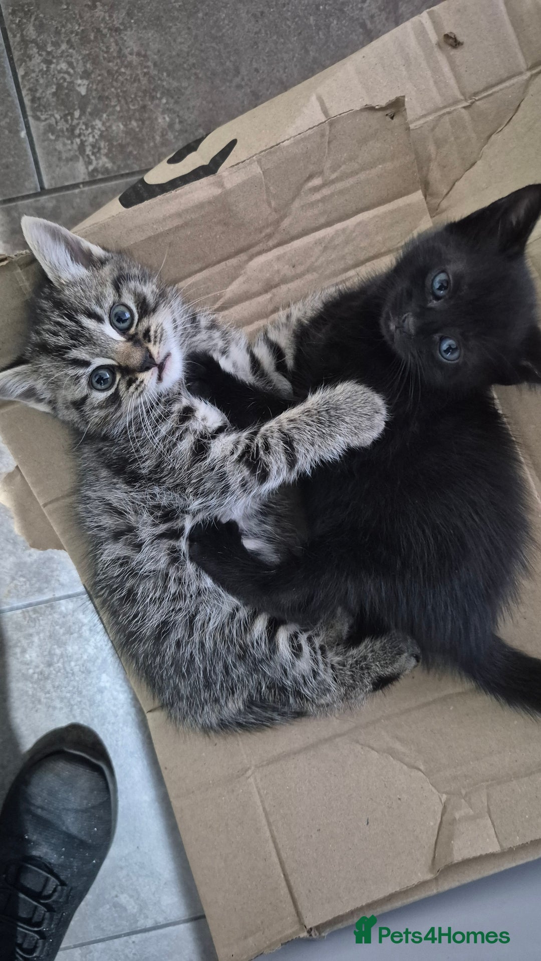 Mixed Breed cats for sale: Playful stripey kitten - Image 2