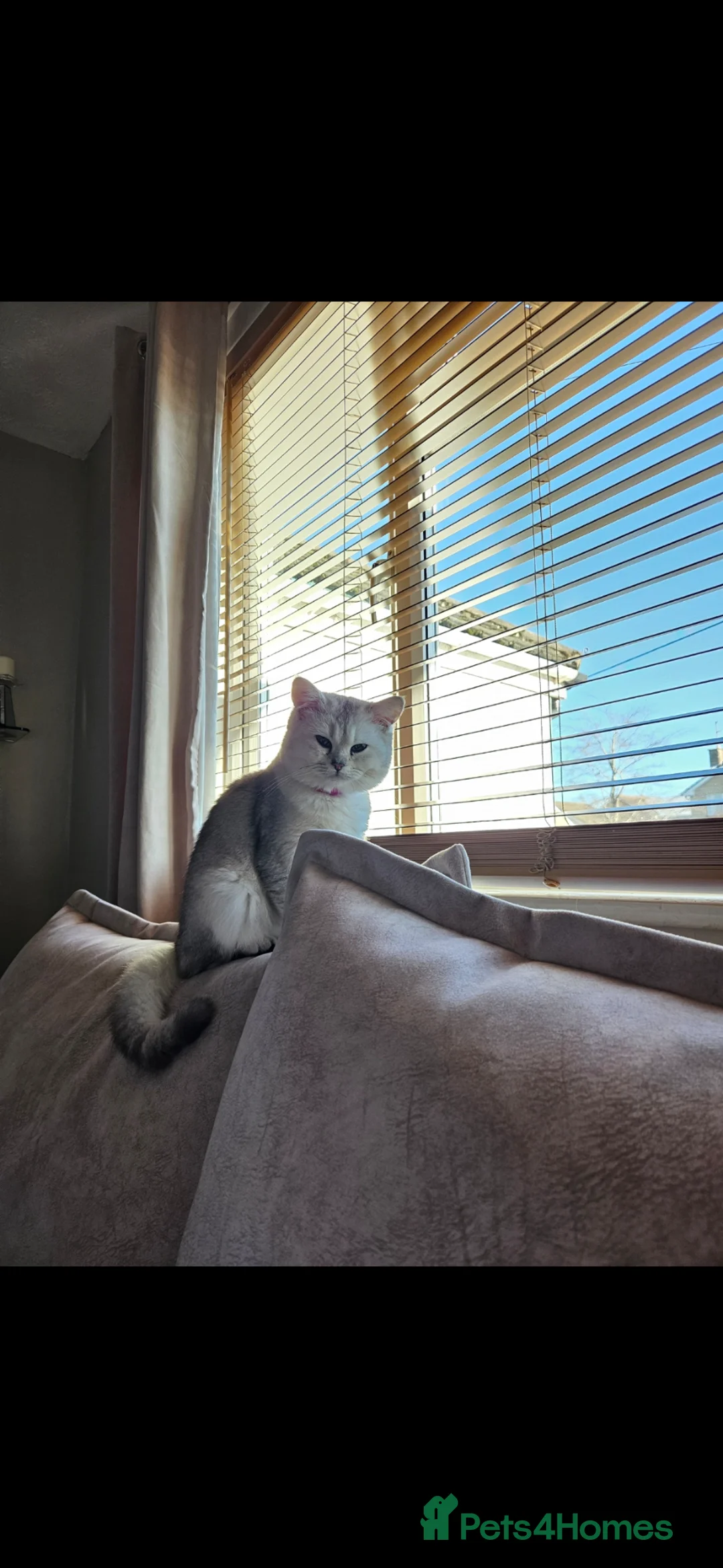 British Shorthair cats for sale: Silver british shorthair - Advert 4