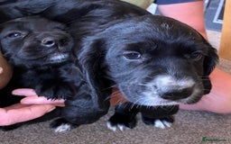 Cocker Spaniel dogs for sale: Working cocker spaniel pups  - Image 15