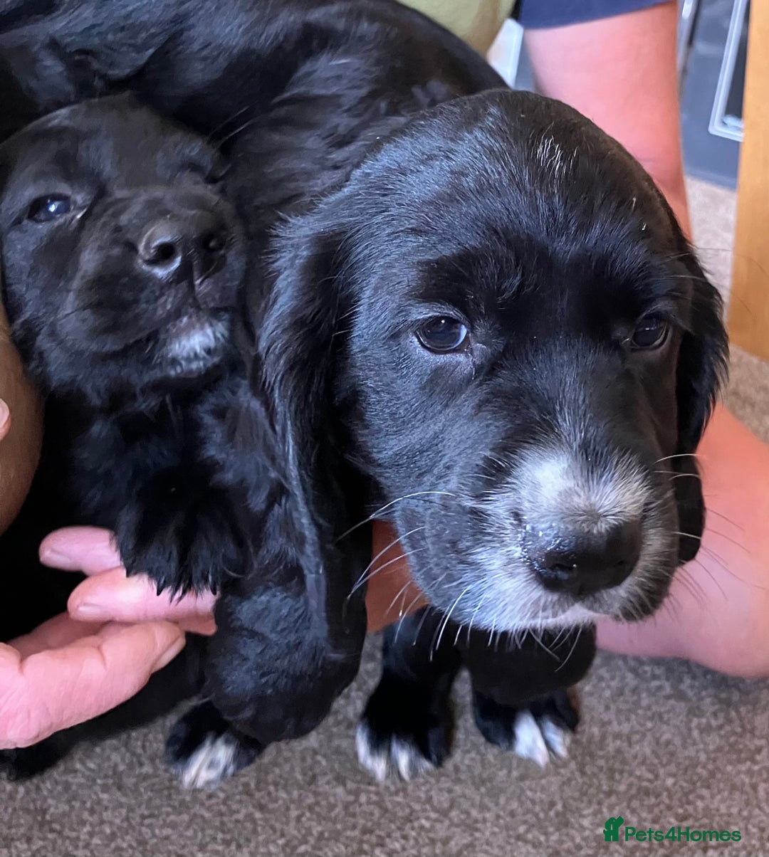 Cocker Spaniel dogs for sale: Working cocker spaniel pups  - Image 15