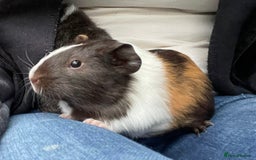 Guinea Pig rodents for sale: 3 baby guinea pigs!! - Image 3