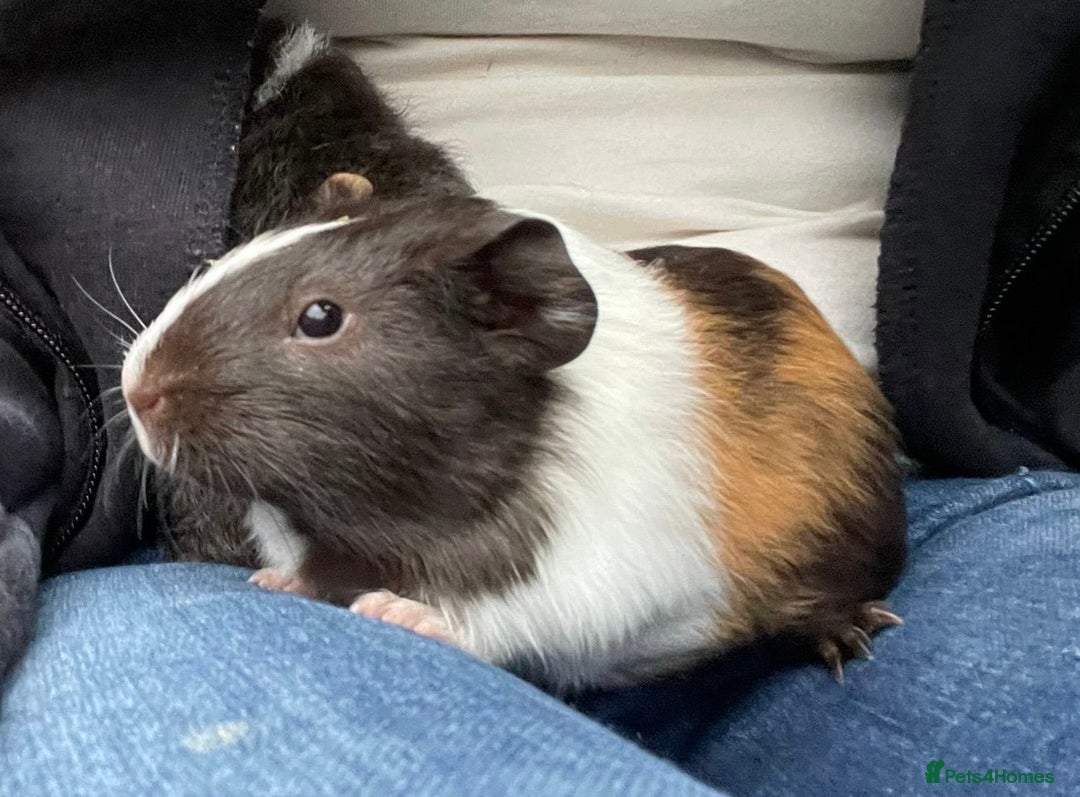 Guinea Pig rodents for sale: 3 baby guinea pigs!! - Image 3