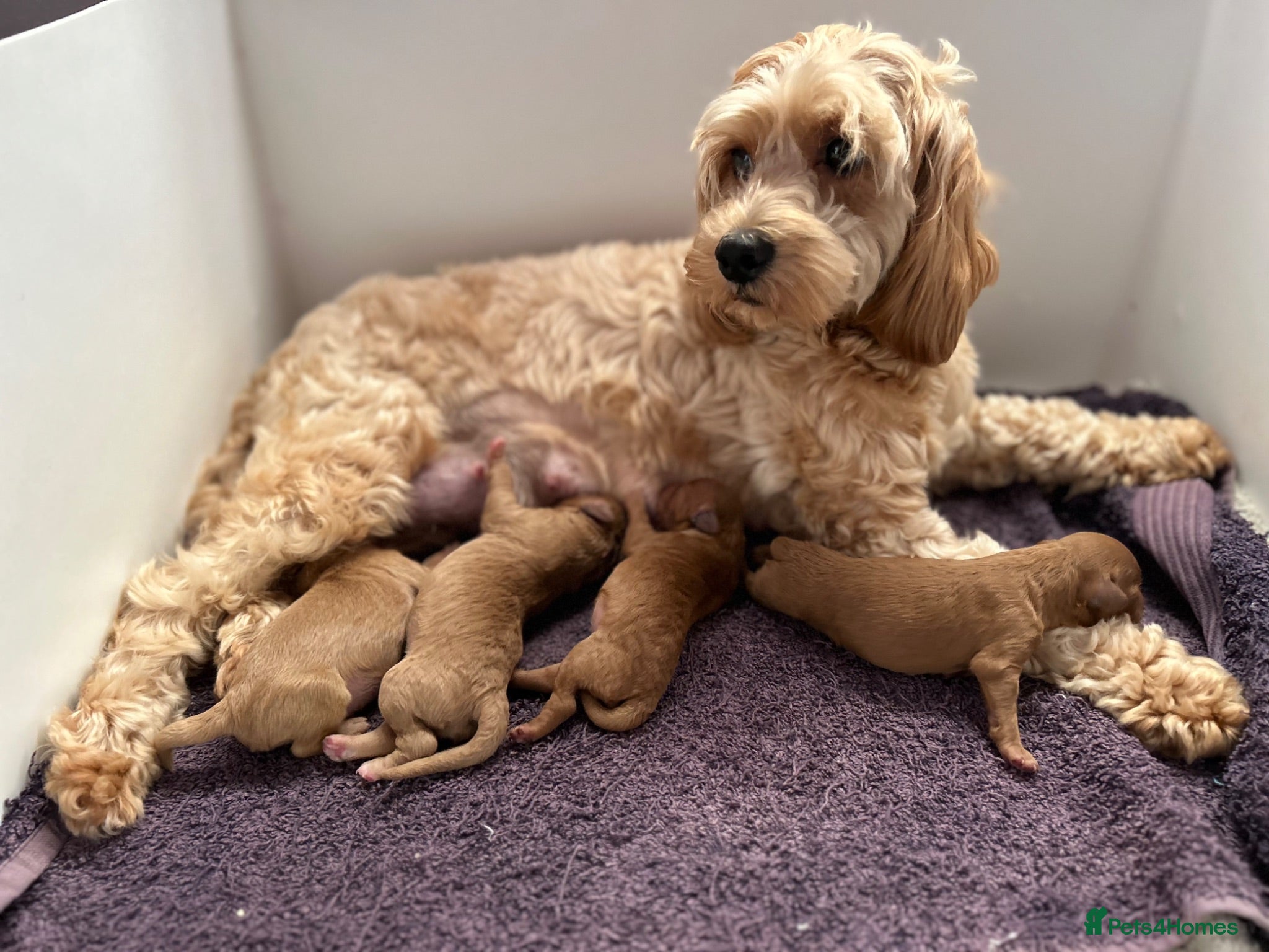 Cockapoo dogs Stunning Cockapoo Pups Health Tested Parents - Advert 1