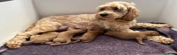 Cockapoo dogs for sale: Stunning Cockapoo Pups Health Tested Parents - Advert 1