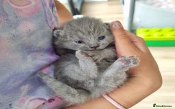 British Shorthair cats for sale: Beautiful British Short hair Blue kittens for sale - Image 7