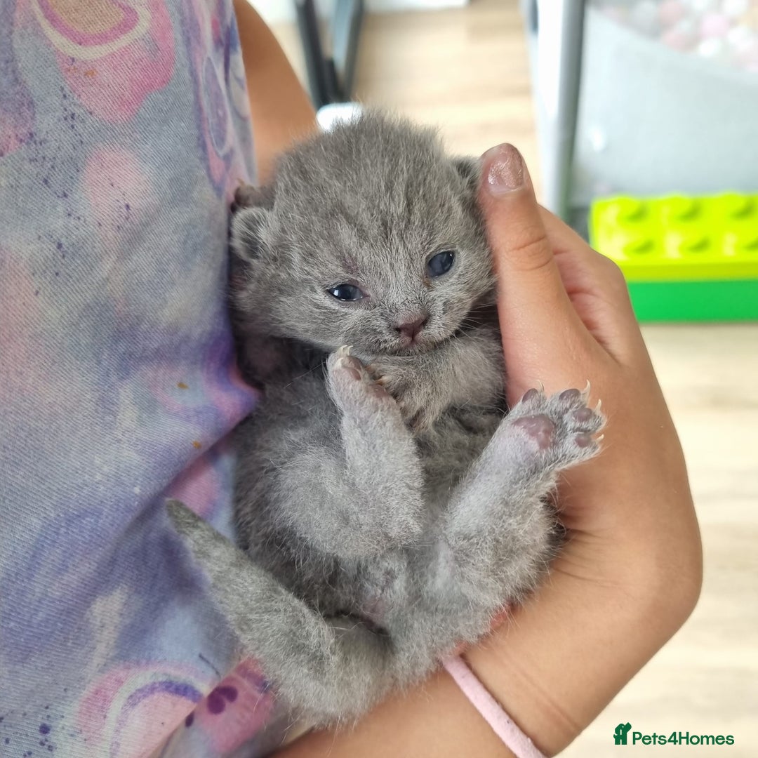 British Shorthair cats for sale: Beautiful British Short hair Blue kittens for sale - Image 7