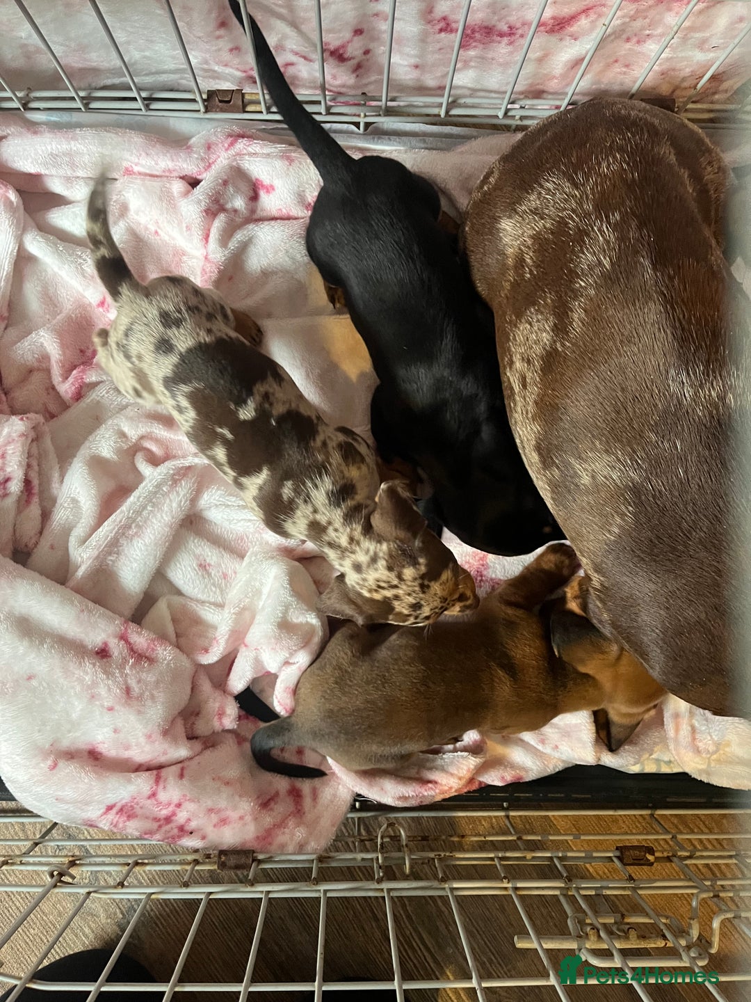 Miniature Dachshund dogs for sale: Miniature dachshund  - Image 11