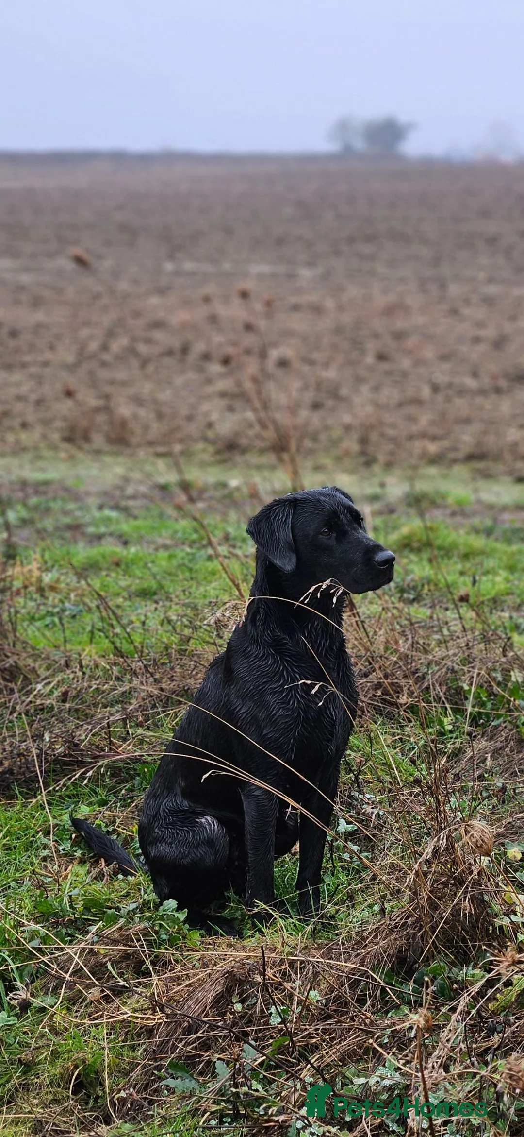 Labrador Retriever dogs for sale: Black and yellow labrador puppies - Advert 1