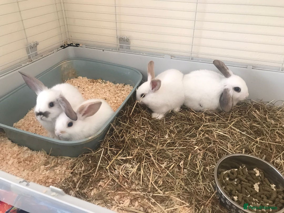 Mini Lop rabbits for sale: Baby rabbits  - Advert 3