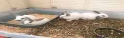 Mini Lop rabbits for sale: Baby rabbits  - Advert 3