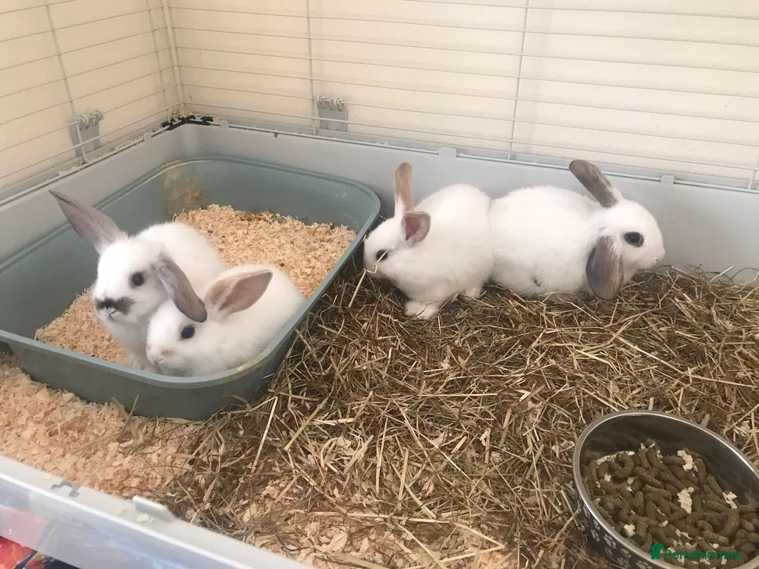Mini Lop rabbits for sale: Baby rabbits  - Advert 3