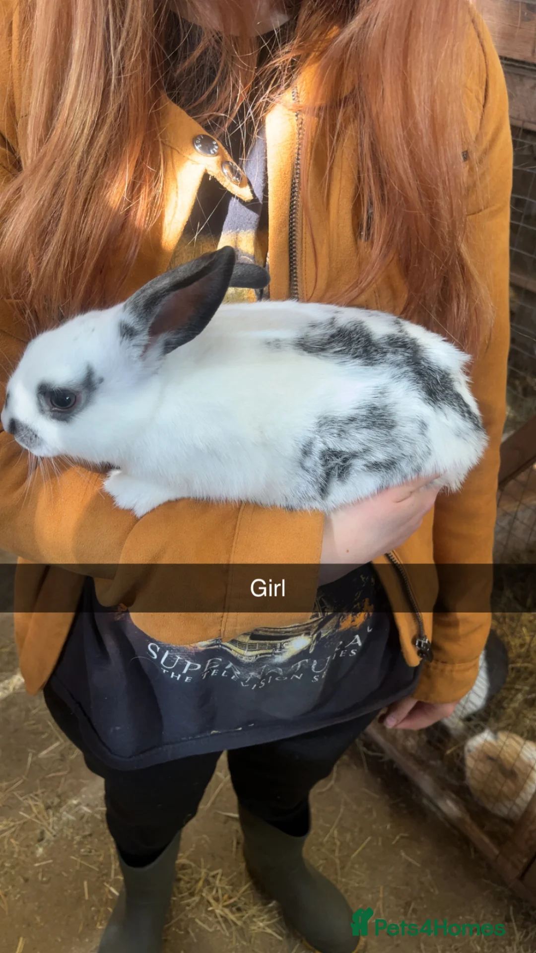 Mixed Breed rabbits for sale: Mixed dutch x rex  - Advert 1