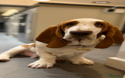 Basset Hound dogs for sale: Handsome five month old Basset Hound - Image 5