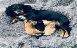 Cockapoo dogs for sale: Miniature cockapoos - Image 14