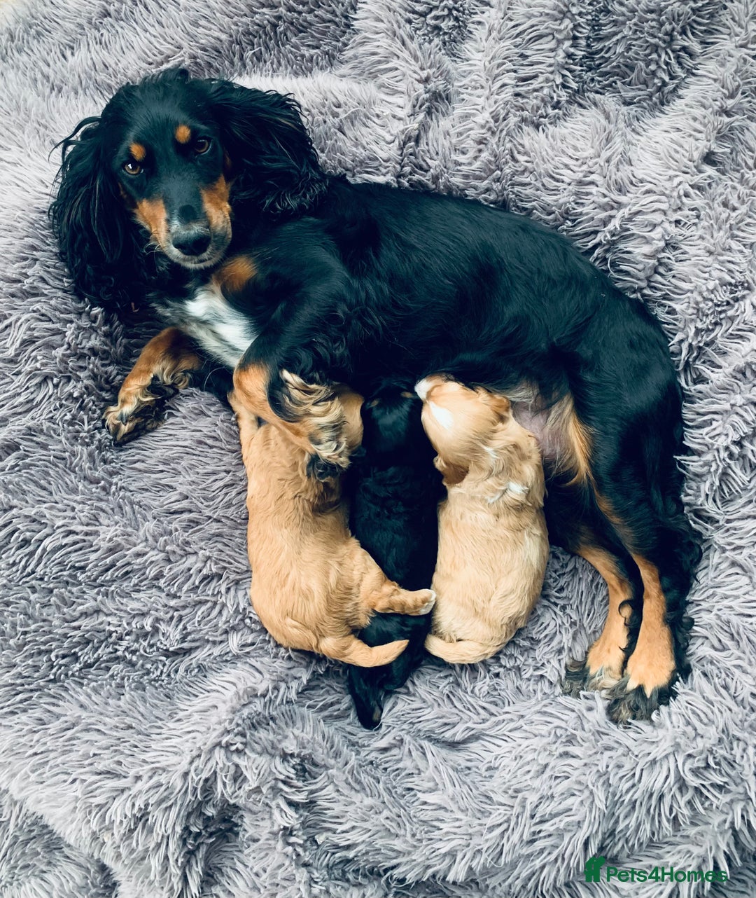Cockapoo dogs for sale: Miniature cockapoos - Image 14